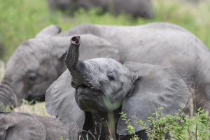 2Days-Tarangire-and-Ngorongoro-crater-Safari